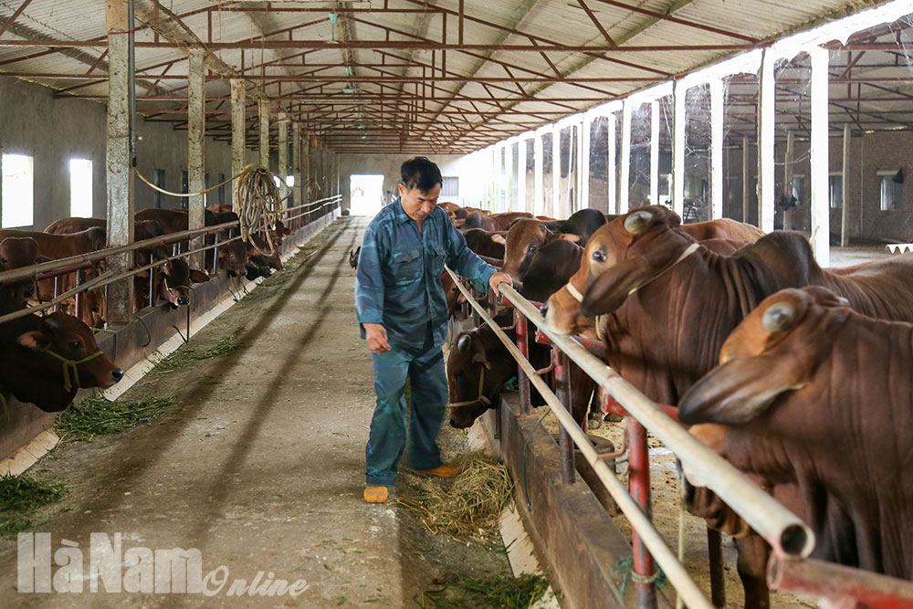 Những bước tiến chăn nuôi bò của Quảng Ngãi