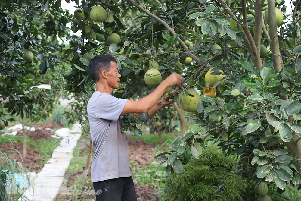 Có vốn ưu đãi vườn cây ăn trái thêm hiệu quả  Ngân hàng Chính sách xã hội