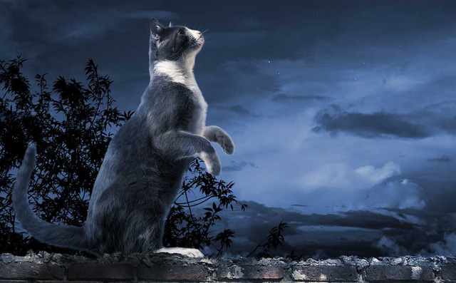 Bạn đã từng nghe tiếng kêu của mèo đêm? Nếu chưa, hãy xem hình ảnh đáng yêu này và chuẩn bị bị cuốn hút bởi âm thanh bí ẩn và đáng yêu của những chú mèo trong đêm.