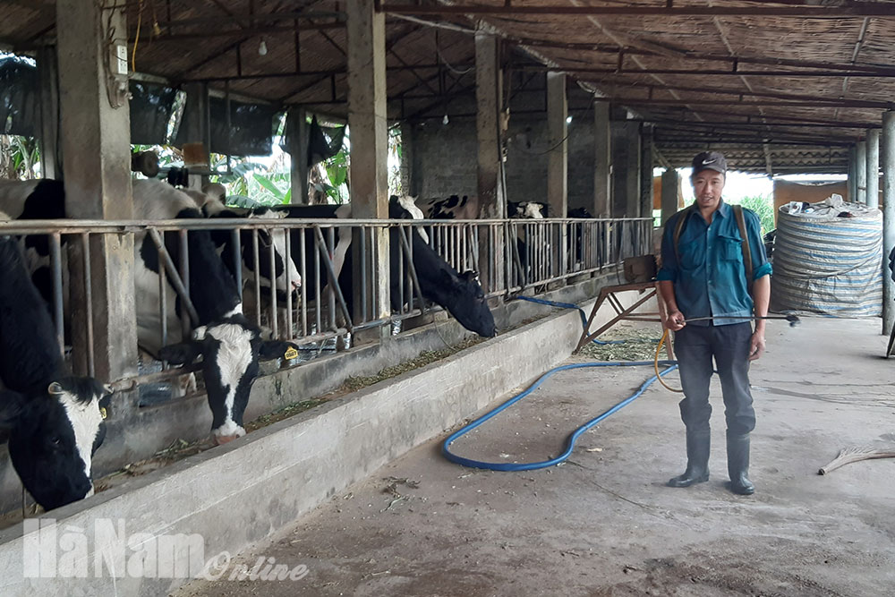 Thị xã Duy Tiên tập trung phòng chống dịch bệnh viêm da nổi cục trên đàn trâu bò