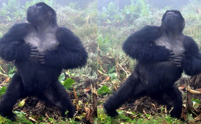 Sau 500 lần quan sát khỉ đột đập ngực các nhà khoa học tìm ra câu trả lời tại sao chúng lại thường xuyên làm vậy