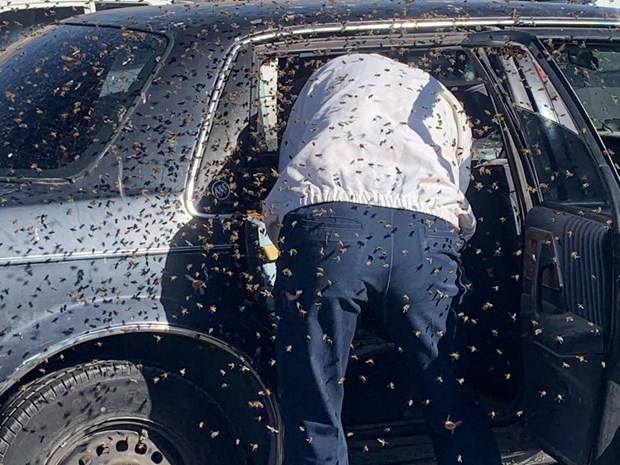 Vào siêu thị 10 phút người đàn ông bị 15000 con ong chiếm xe ôtô
