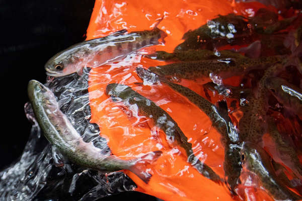Phóng sinh gần 17 triệu con cá hồi để kích thích kinh tế