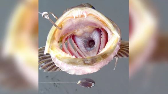 Kỳ lạ loài cá có 555 chiếc răng và rụng 20 cái mỗi ngày