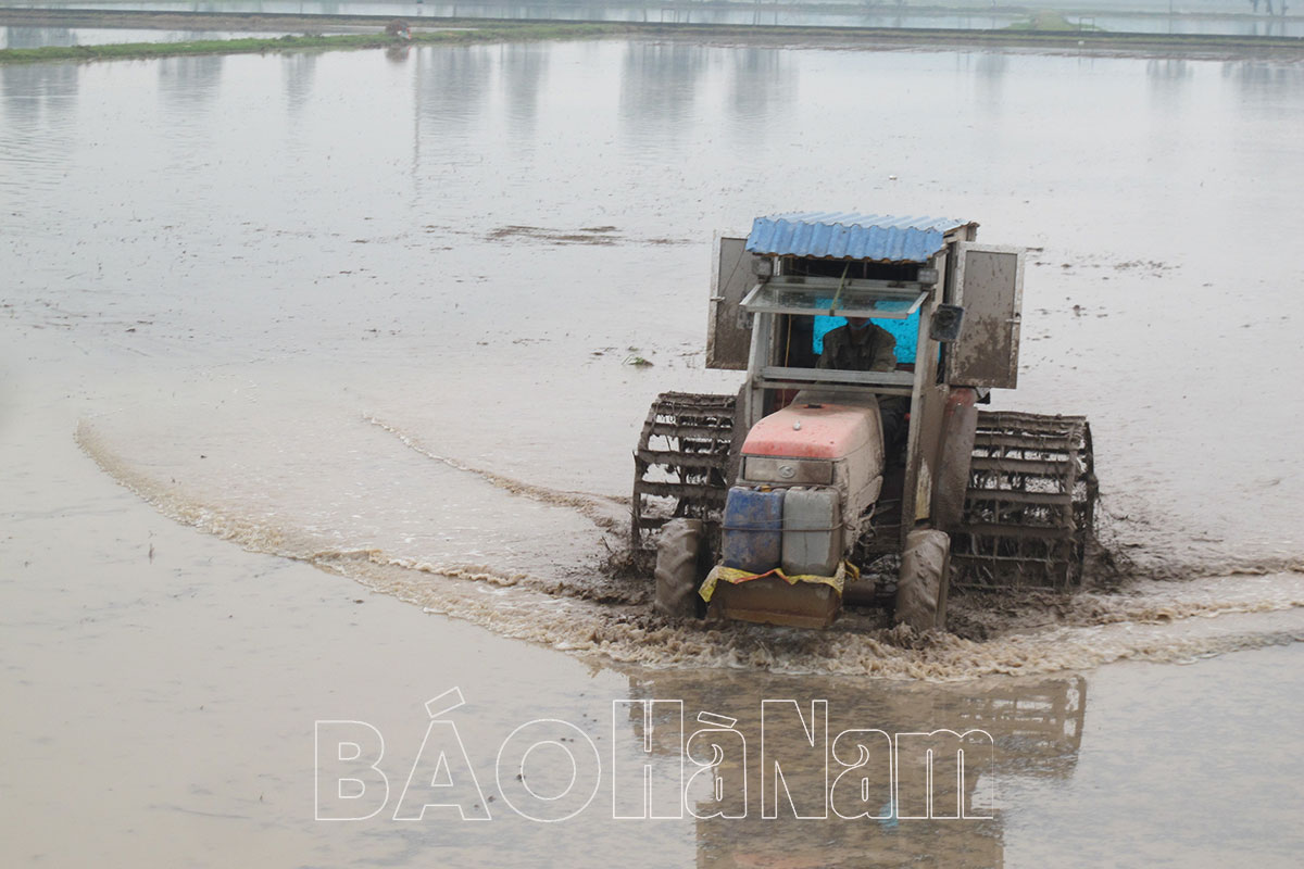 Thanh Liêm tập trung sản xuất vụ lúa xuân