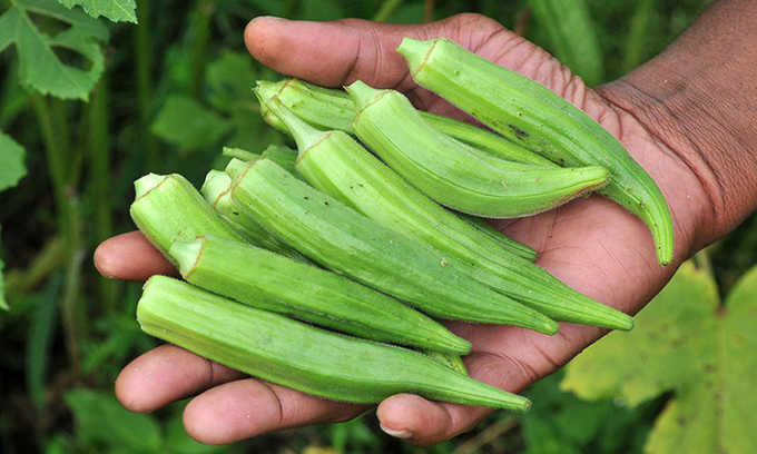 Hướng dẫn cách trồng đậu bắp cao sản cho một mùa màng bội thu