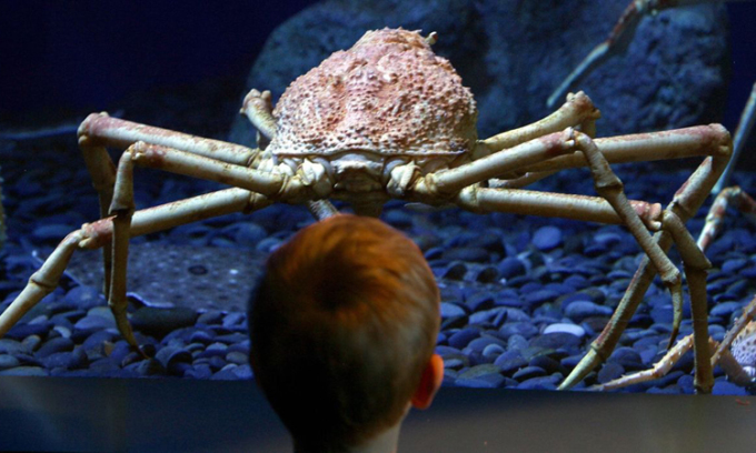 Tại sao động vật biển sâu có kích thước khổng lồ