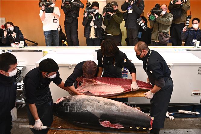 Con cá ngừ nặng 212 kg được bán với giá 271500 USD