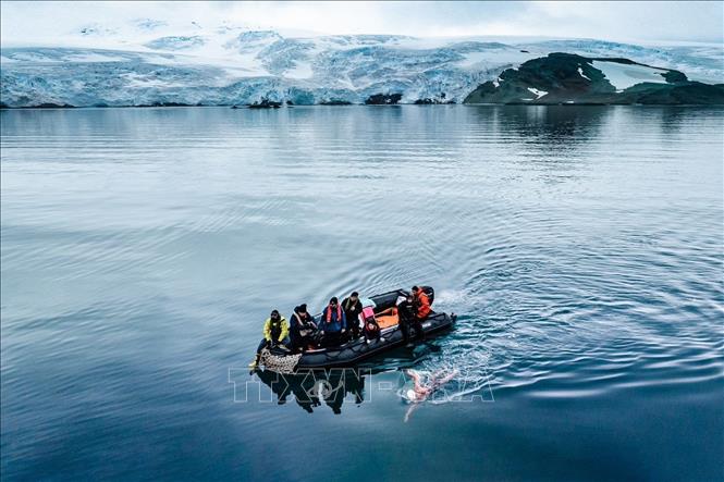 Người đầu tiên hoàn thành đường bơi dài 25 km ở Nam Cực