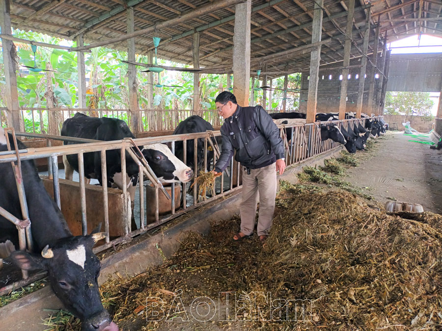 Phát triển chăn nuôi bò sữa ở Duy Tiên