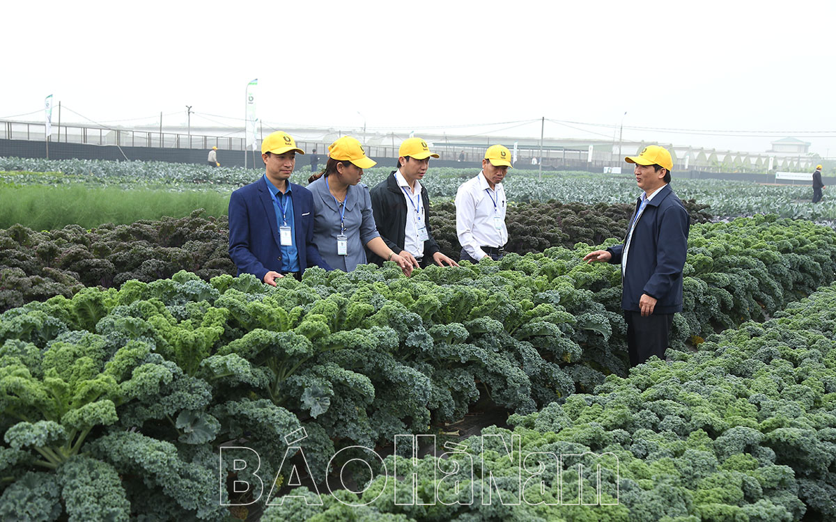 Đánh giá bộ sản phẩm giống rau mới vụ  Đông Xuân 2022 – 2023